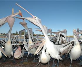 Pelican Feeding - Accommodation in Bendigo 3