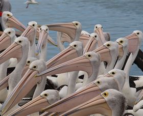 Pelican Feeding - Accommodation in Bendigo 4