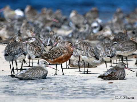 Cooloola Nature - Accommodation in Bendigo 0