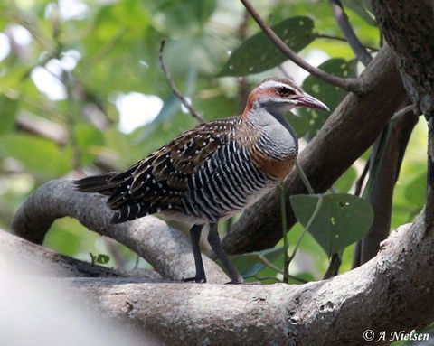 Cooloola Nature - Accommodation in Bendigo 1