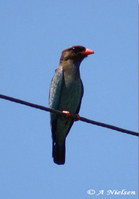 Cooloola Nature - Accommodation in Bendigo 2