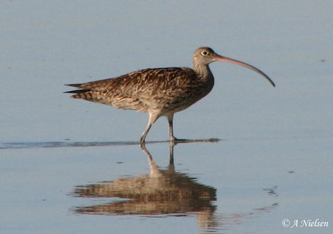 Cooloola Nature - Accommodation in Bendigo 3