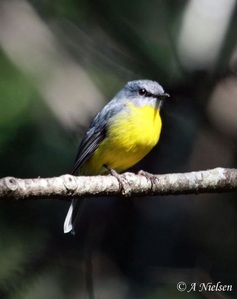 Cooloola Nature - Accommodation in Bendigo 4