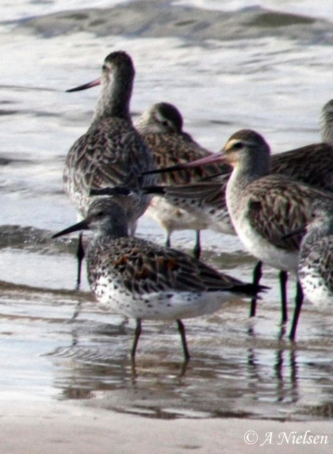 Cooloola Nature - Accommodation in Bendigo 5