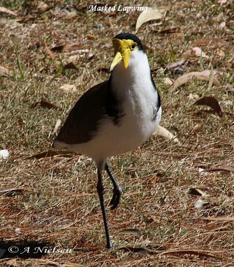Cooloola Nature - Accommodation in Bendigo 6