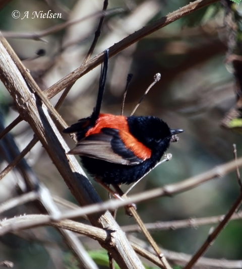 Cooloola Nature - Accommodation in Bendigo 7