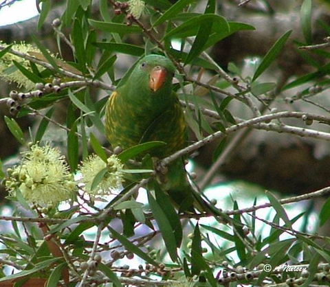 Cooloola Nature - Accommodation in Bendigo 8