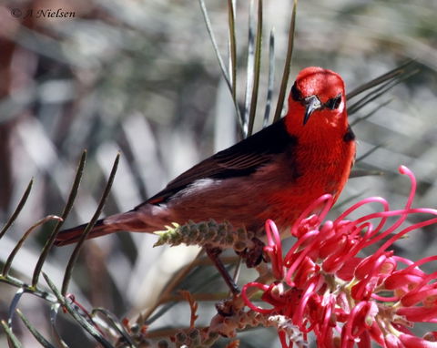 Cooloola Nature - Accommodation in Bendigo 9
