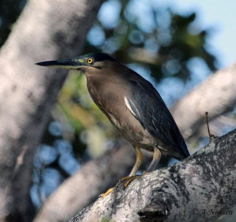Cooloola Nature - Accommodation in Bendigo 10