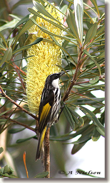 Cooloola Nature - Accommodation in Bendigo 11