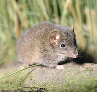 Munmorah State Conservation Area - Accommodation in Bendigo