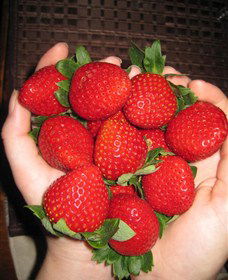 The Strawberry Farm - Accommodation in Bendigo 0