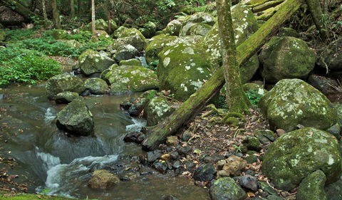 Booyong Walking Track - Accommodation in Bendigo 2