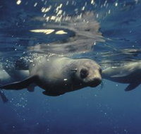 Wilsons Promontory Marine National Park - Accommodation in Bendigo