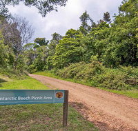 Antarctic Beech picnic area - Accommodation in Bendigo