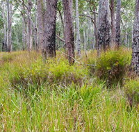 Narrawallee Inlet walking track - Accommodation in Bendigo