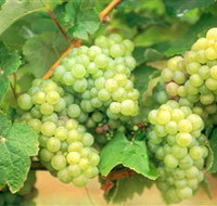 Red Tail Wines - Accommodation in Bendigo