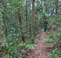 Blackbutt walking track - Accommodation in Bendigo