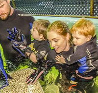 Irukandji Shark and Ray Encounters - Accommodation in Bendigo