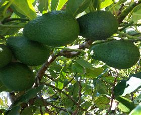 The Avocado Farm - Accommodation in Bendigo 6