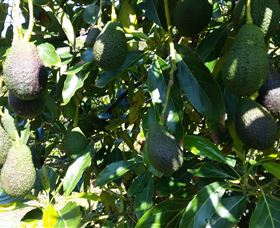 The Avocado Farm - Accommodation in Bendigo 7
