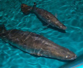 Cookabarra Restaurant And Function Centre - Tailor Made Fish Farms - Accommodation in Bendigo 7