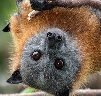 Wingham Brush Nature Reserve - Accommodation in Bendigo