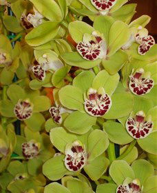 Tinonee Orchid Nursery - Accommodation in Bendigo 1