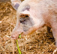 Djanbung Permaculture Gardens - Accommodation in Bendigo