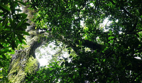 Wollumbin National Park - Accommodation in Bendigo 1