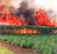 Reeves Family Sugar Cane Farm - Accommodation in Bendigo