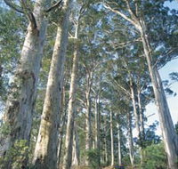The Great Forest Trees Drive - Accommodation in Bendigo