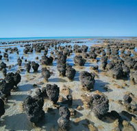 Hamelin Pool Stromatolites - Accommodation in Bendigo