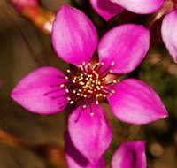 Flora - Accommodation in Bendigo