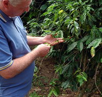 Wombah Coffee Plantation - Accommodation in Bendigo