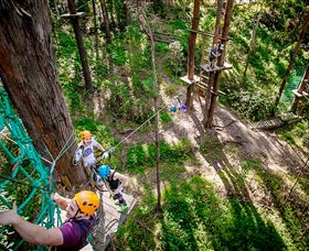 TreeTop Challenge Currumbin - Accommodation in Bendigo 2
