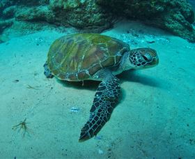 Manta Bommie Dive Site - Accommodation in Bendigo 3