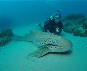 Manta Bommie Dive Site - Accommodation in Bendigo 1
