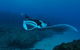 Manta Bommie Dive Site - thumb 2