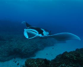 Manta Bommie Dive Site - Accommodation in Bendigo 2