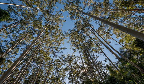 Queens Lake Nature Reserve - Accommodation in Bendigo 2