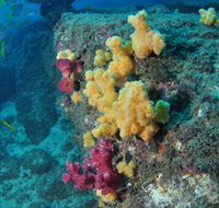 Shag Rock Dive Site - Accommodation in Bendigo