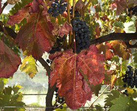 Mimosa Wines - Accommodation in Bendigo 1