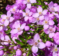 Broadwater National Park - Accommodation in Bendigo