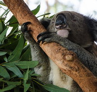 Macquarie Nature Reserve - Accommodation in Bendigo