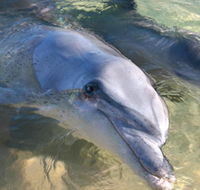 Dolphins of Monkey Mia - Accommodation in Bendigo