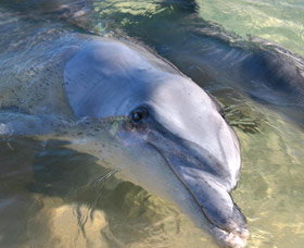 Dolphins Of Monkey Mia - Accommodation in Bendigo 0