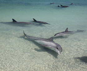 Dolphins Of Monkey Mia - Accommodation in Bendigo 2