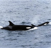 Killer Whale Trail - Accommodation in Bendigo
