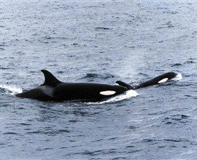 Killer Whale Trail - Accommodation in Bendigo 0